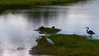 Anhinga🎣fish stolen by Great Blue Heron🤣 Eagle Country ~ December 17, 2025