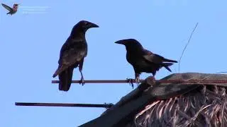 Cuban Crow