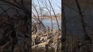 Дети жгут траву
