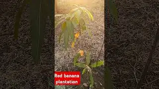 Red Banana mango plant