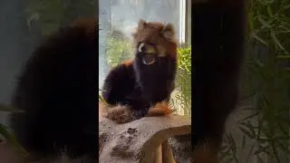 Red Panda Yawning #Animal #Red_Panda