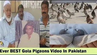 Karachi Ki Shan Hum Sab K Ustad ASLAM PEHALWAN k Gola Kabootar - Gola Pigeons LOFT
