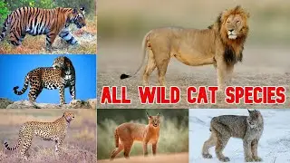 All Wild Cat species( Feline ) types of wild cats