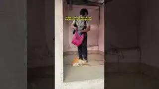 СТОРОЖЕВОЙ КОТ