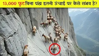 ये बकरियाँ बिना पंख के आसमान में घूमती रहती है  लेकिन कैसे? 😱| alpine ibex | Mountain Goats