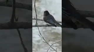 black phoebe bird call
