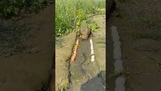 Amazing fishing idea 23 #shorts #catfish #fishtrap #village