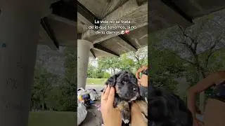 Con su casita nueva no se volver&aacute;n a mojar m&aacute;s 🐶❤️ #dog