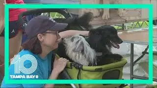 Southeastern Guide Dogs holds St. Petersburg Walkathon