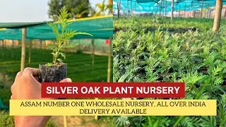 Silver Oak plant nursery | Assam number one wholesale nursery | all over India delivery available!
