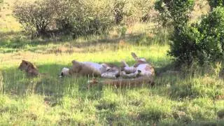 Lions chillin in the shade