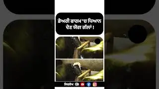 ਦੁੱਧ ! dairy farming - dairy farm business #dairyfarm #dairyfarming #milk #punjab #reels #shorts