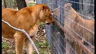 Safari - Sth Africa