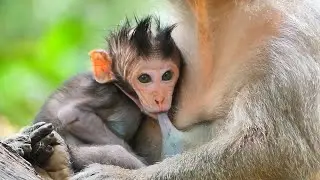 Tiny cute baby not wait trying to get sweet milk mommy not wait. Little Jagger.