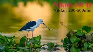 Black-winged stilt Nikon Z6 ii | Nikon AF-S Nikkor 200-500MM F/5.6E ED VR 4K Video Sample #nikon