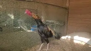 My fighting spirit is strong!! 싸움닭, 투계, TOP #shamo ,a fighting chicken, шамо, Проекция, Боеваякурица