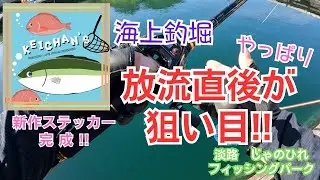 【海上釣堀】やっぱり放流直後が狙い目!!新作ステッカー完成!!!