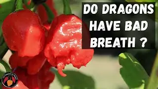 Dragons Breath Pepper Review and Tasting of this Spicy Treat.