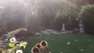 Curious Light Beings / Nature Spirits / elemental