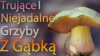 Trujące i niejadalne grzyby z gąbką - Jak można odr&oacute;żnić od jadalnych