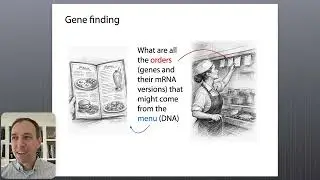 Sequence modeling: HMMs for gene finding, part 1