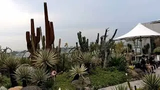 Cactus Garden @changiairport, Singapore.