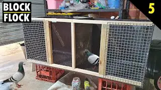 PIGEON BREEDING BOXES ( Pt1 )