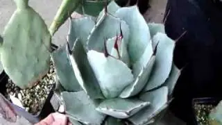 Winter Interest Plants