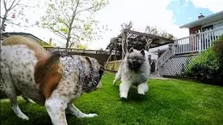 Keeshond and Bulldog Playing - GoPro Hero 4