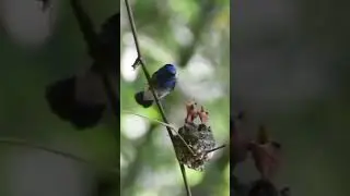 Black -Naped Monarch parents feeding baby chicks in the nest 🪺.