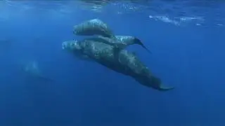 Sperm whale pod - Hellenic Trench, Greece 2007.