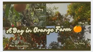 #mountain area ornage farm #Orange farm🍊#Gorkha village #suntala kheti in gorkha