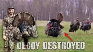 INTENSE Turkey Hunt | 3 Longbeards Come Right to Decoy