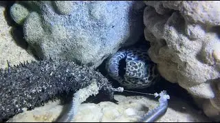 [LIVE NOW]🔴Daily Live: Dive Deep to Catch Eels, Watch to Your Heart&rsquo;s Content！0112