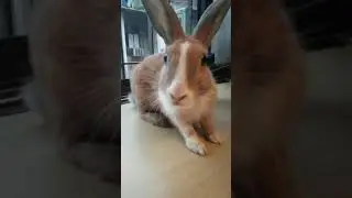 🙊cute bunny nose twitch