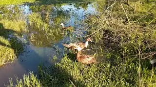 Water Hyacinths, Using Ducks and Geese to Control Invasive Alien Species. Muscovy, Sustainable, Food