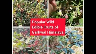 Popular wild edible fruits of Garhwal Himalaya