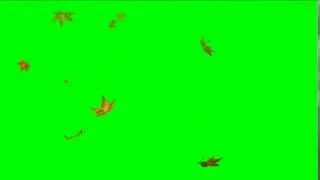 Green screen footage  Falling Leaves HD
