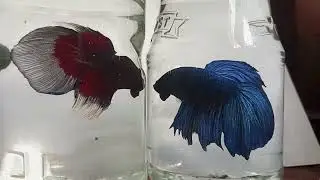 The fascinating nightlife of Two beautiful Siamese fighting fish