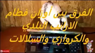 الفرق بين اوزان فطام ارانب البلدي و الارانب الكروازي والسلالات