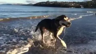 Wet dog shake
