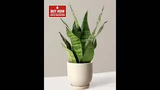 Snake Plant Decor | Stylish Indoor Air Purifier 🌱#shorts #snakeplants #indoorplants #plants #viral