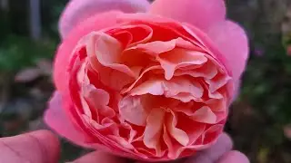 LADY EMMA HAMILTON ROSE / David Austin English Rose / Lovemarie Garden Diaries