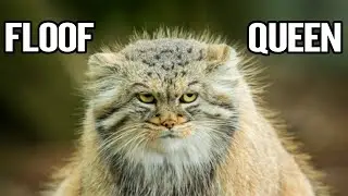 Pallas's Cat : Top 10 Amazing Pallas Cat Facts That Will Leave You Amazed !!