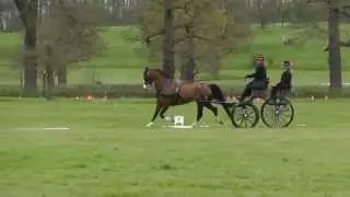 Patti Atkinson Catton Park Driving Trials