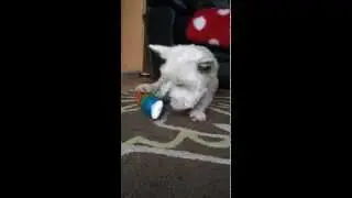 JW Treat Pod vs Lottie the Westie