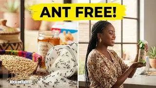 African - Foods Preserve Not Worrying Ants Infestation No Need For Harmful Chemicals #Shorts