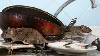 Commercial Pest Control & Extermination Clayton NC