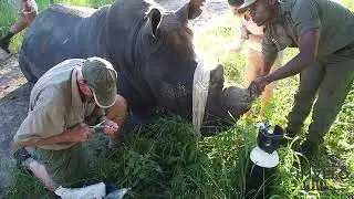Zimbabwe Conservation Project Highlights