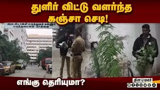 மக்கள் அதிகம் வந்து செல்லும் இடத்தில் கஞ்சா செடி வளர்ப்பு? Kanja Plant | Chennai GH | TN Police